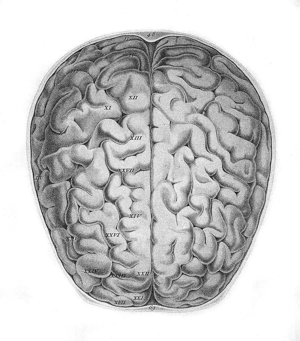 Anatomie et physiologie du système nerveux en général, et du cerveau en particulier, avec des observations sur la…