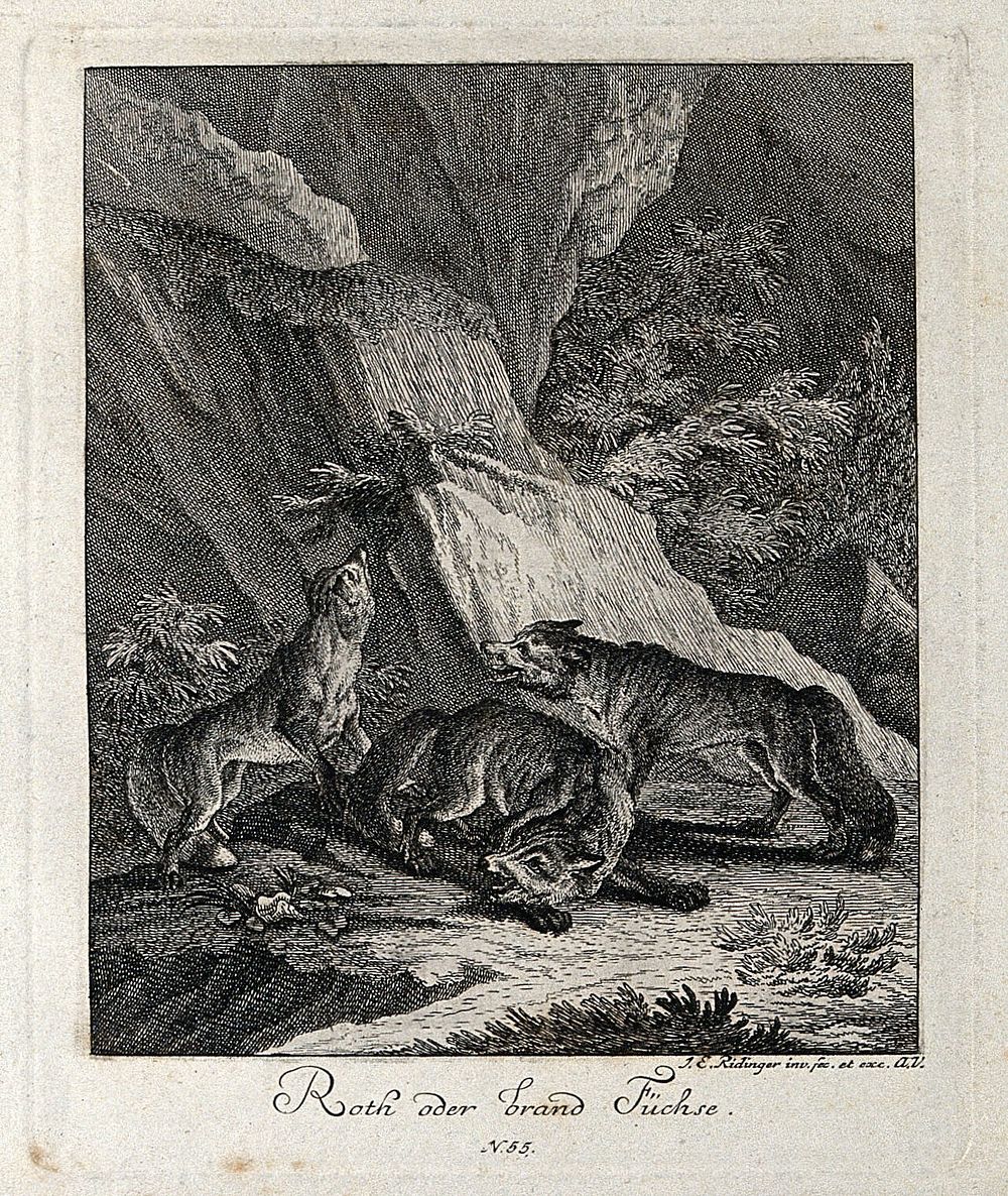 Three red foxes in a rocky landscape. Etching by J. E. Ridinger.
