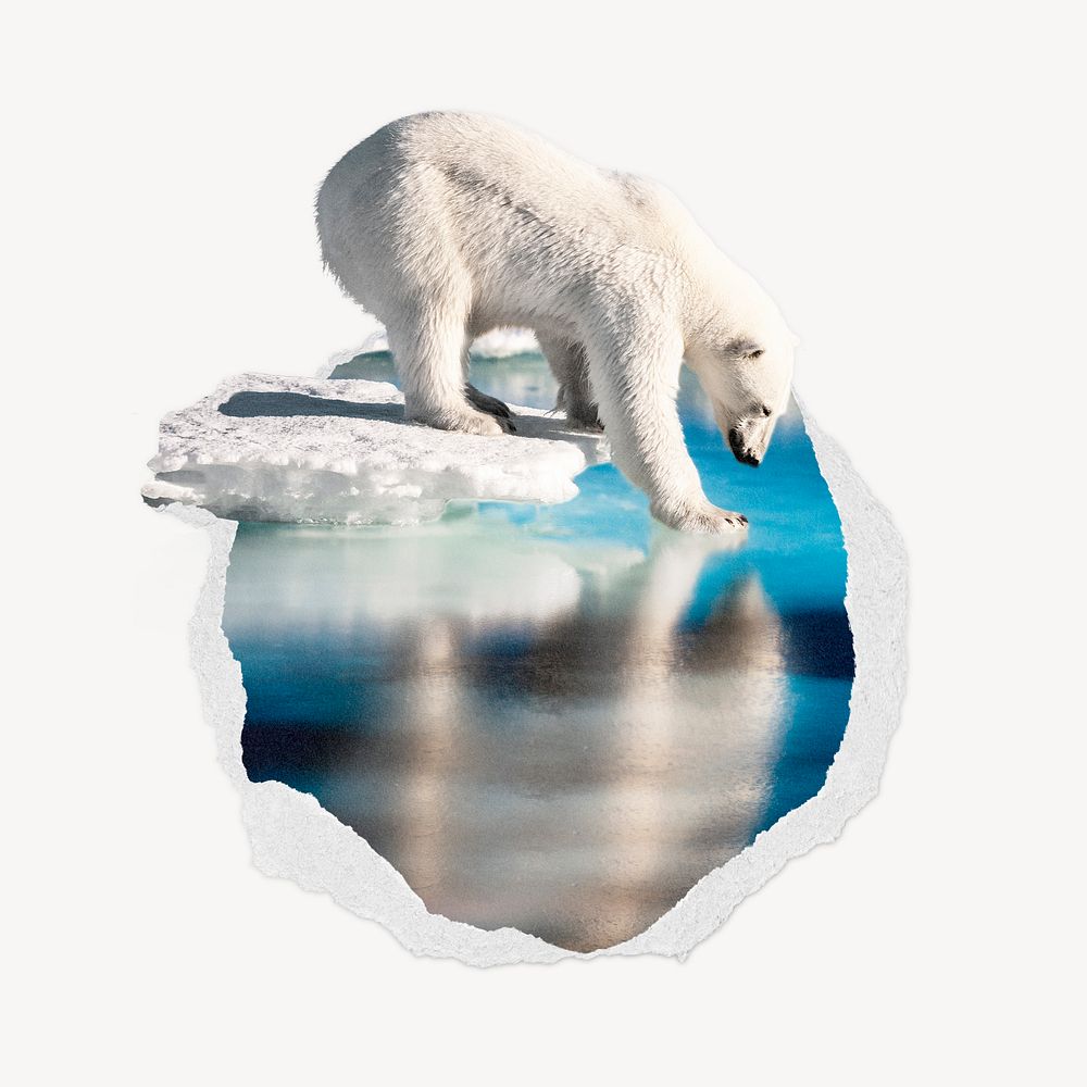 Polar bear ripped paper badge, animal photo