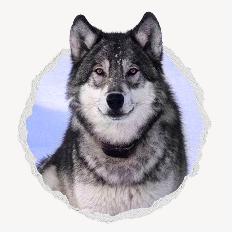 Siberian husky in ripped paper badge photo