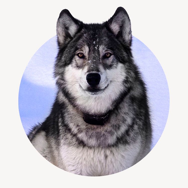 Siberian husky badge, animal photo