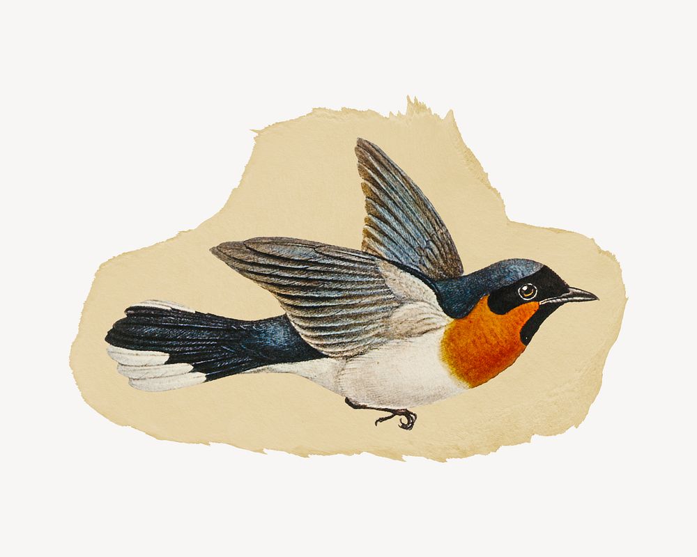 Flycatcher illustration, vintage animal artwork, ripped paper badge