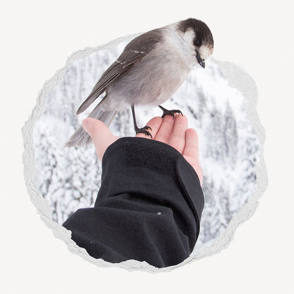 Canada jay bird in ripped paper badge, animal photo
