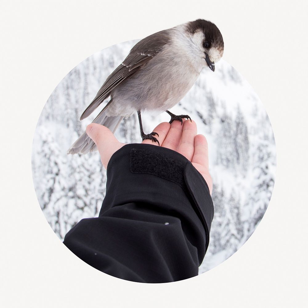 Canada jay bird badge, animal photo