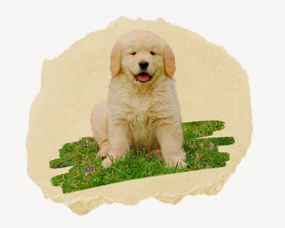 Golden Retriever puppy, ripped paper collage element