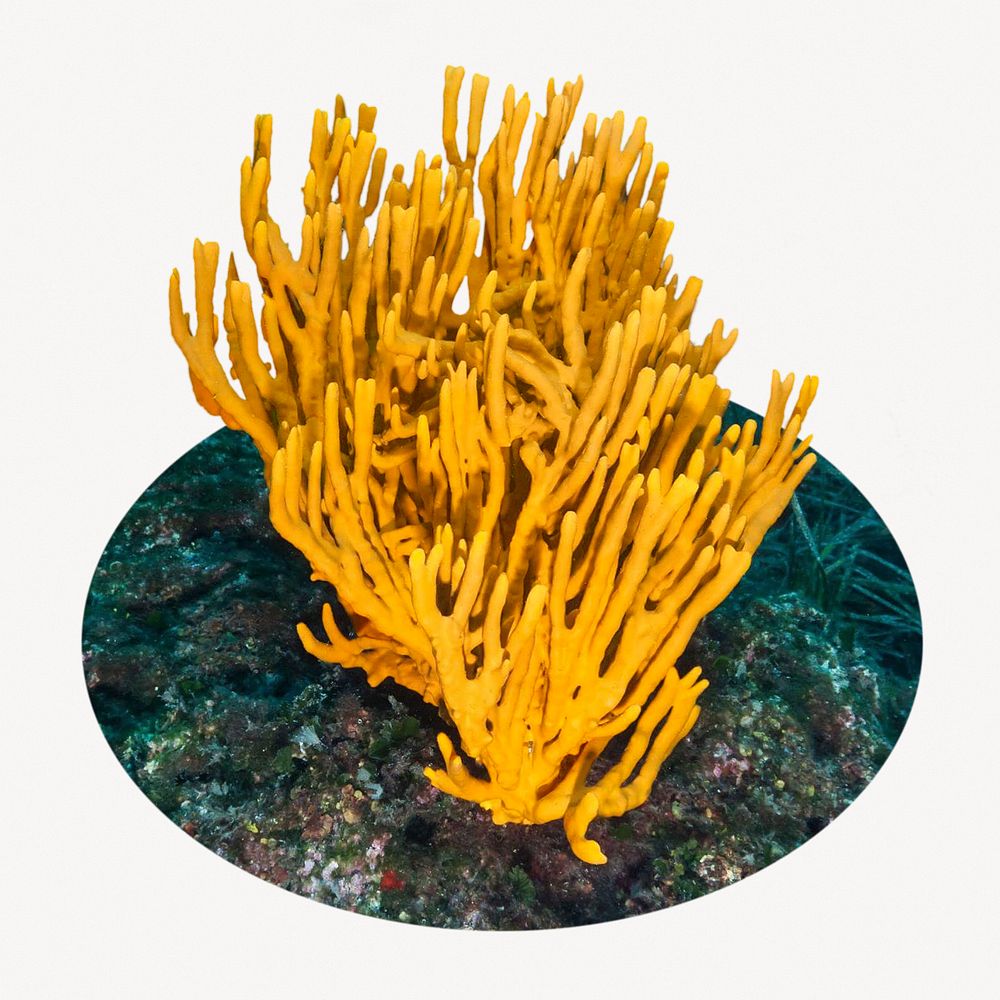 Coral badge, marine life photo