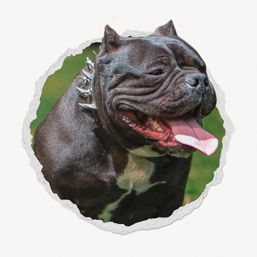 Bulldog in torn paper badge, pet photo