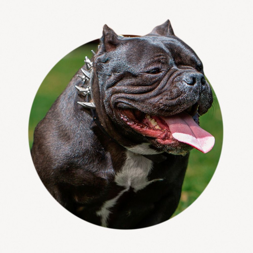Bulldog badge, cute pet photo