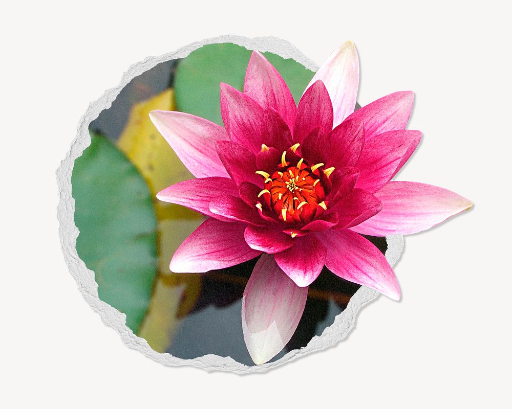 Lotus flower in ripped paper badge, floral photo