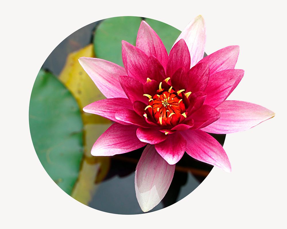 Lotus flower badge, floral photo