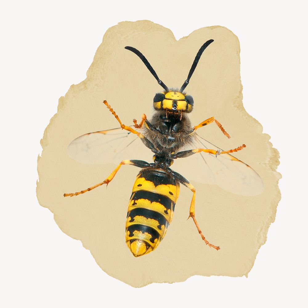 German wasp, ripped paper collage element