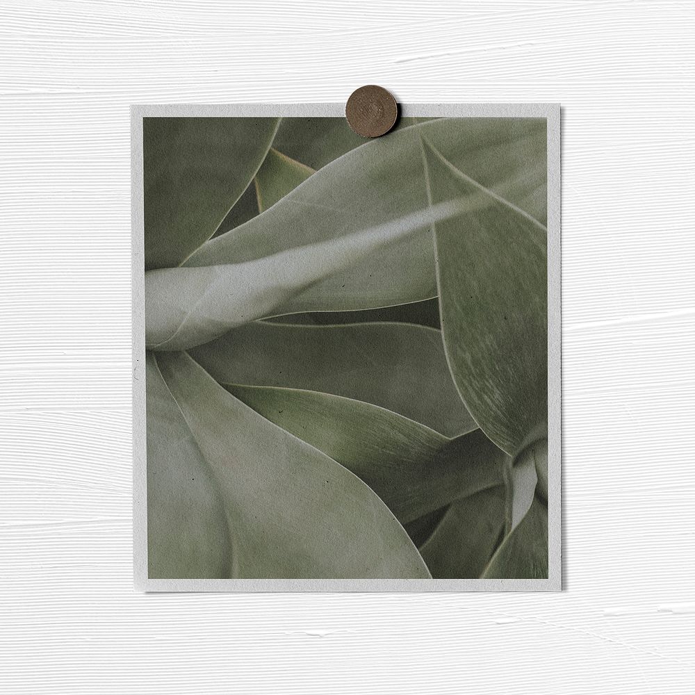 Pinned botanical poster, succulent plant photo