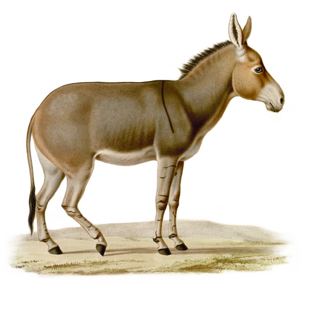 Equus asinus somaliensis