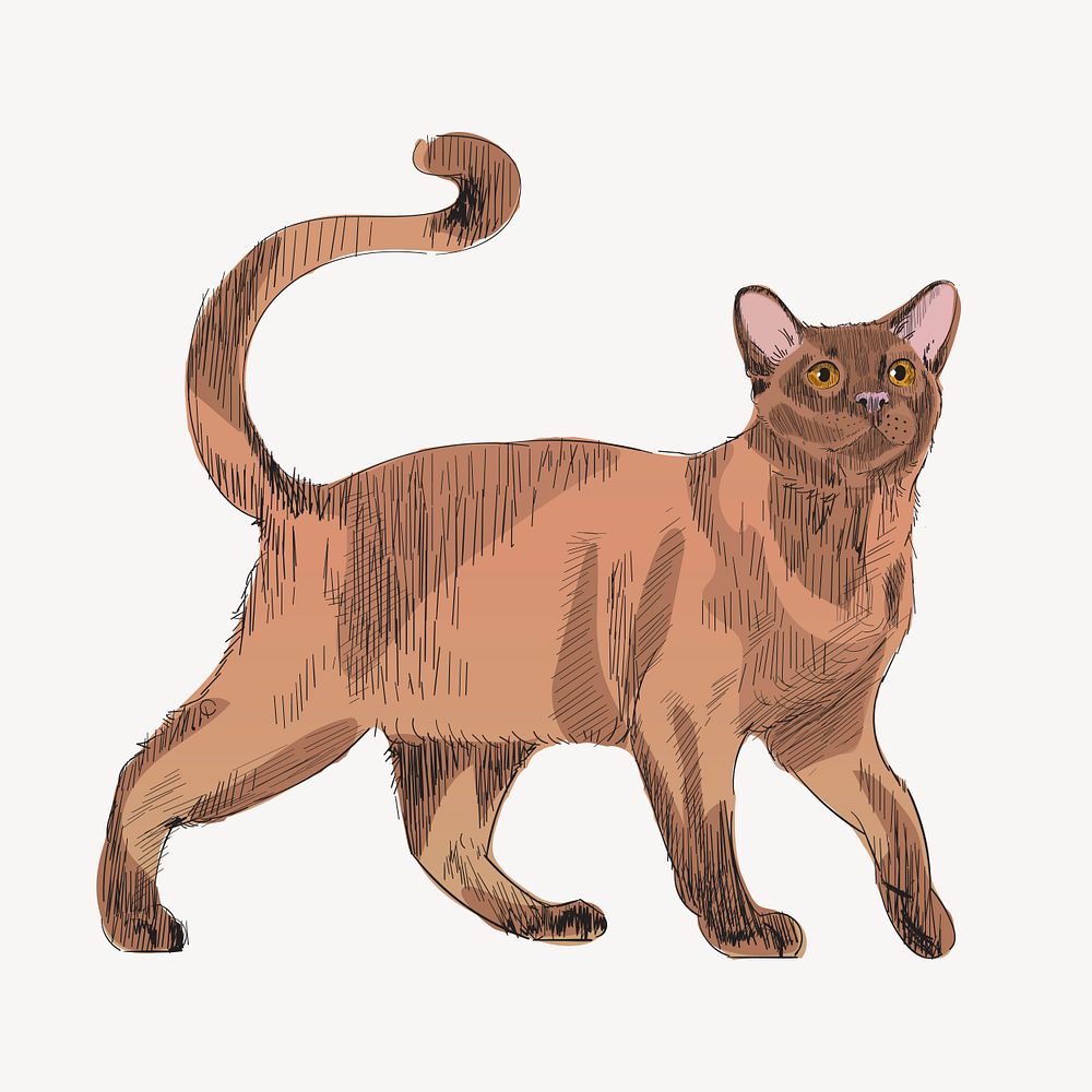 Burmese cat animal illustration vector