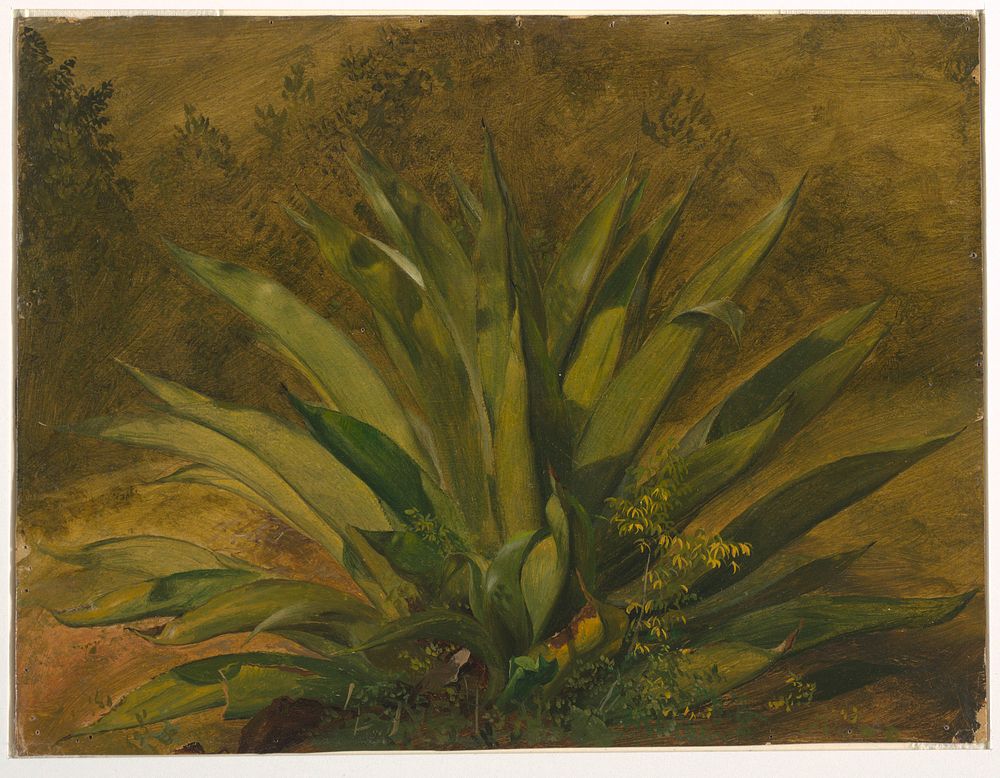 Century Plant by Frederic Edwin Church, American, 1826–1900