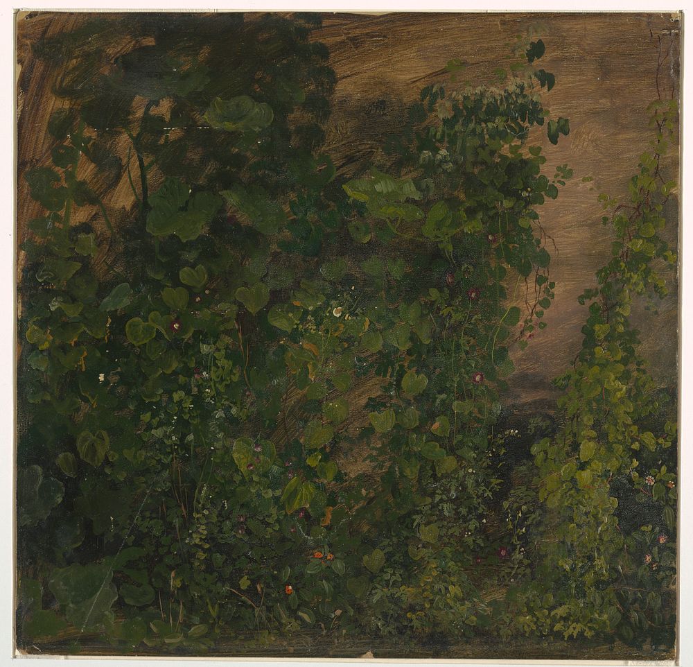 Philodendron Vines, Jamaica by Frederic Edwin Church, American, 1826–1900