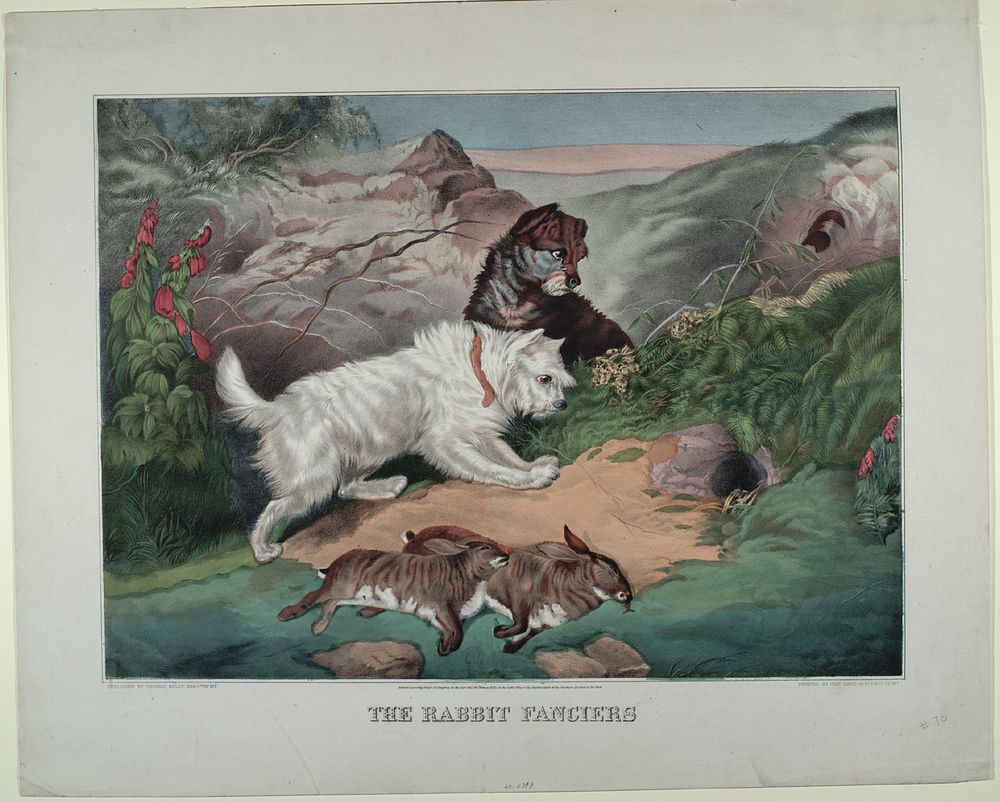 The Rabbit Fanciers by Hart, Charles