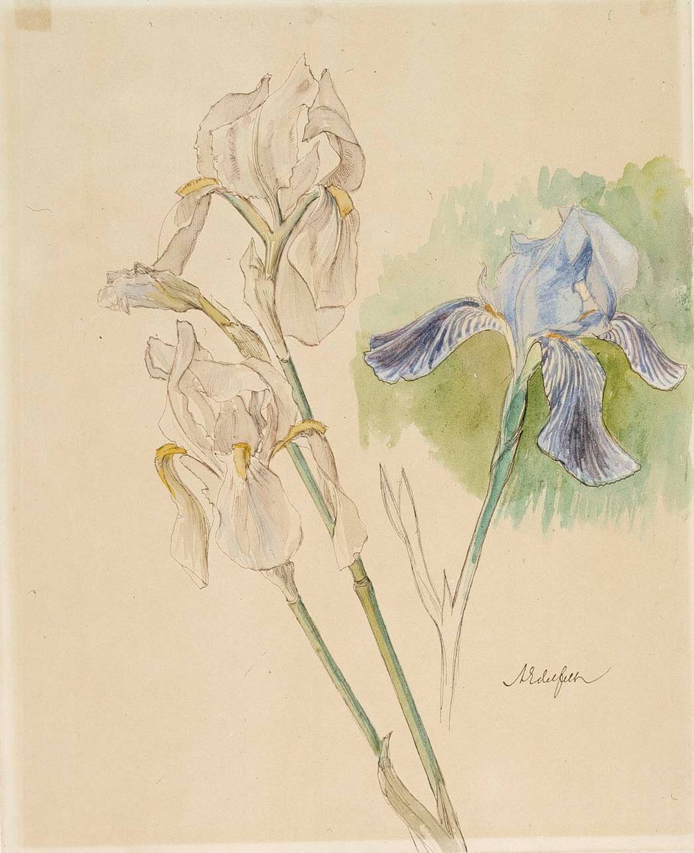 Flower studies by Albert Edelfelt