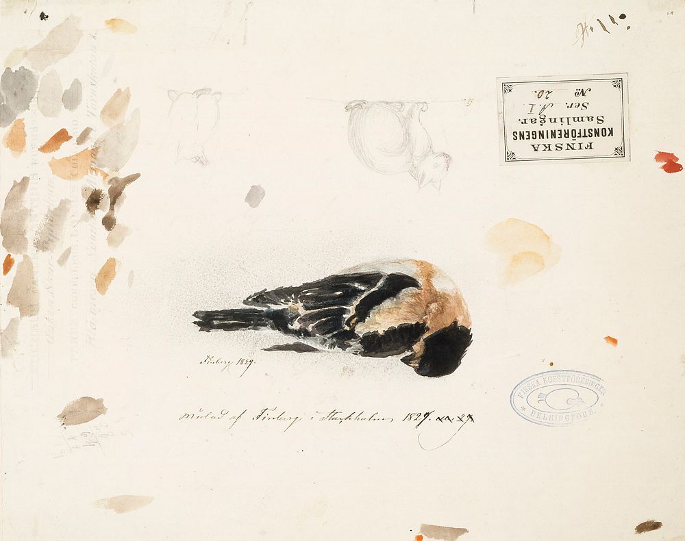 Kuollut pikkulintu, 1829
