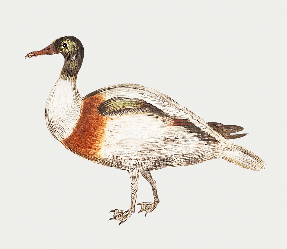 Indian runner duck, vintage animal illustration