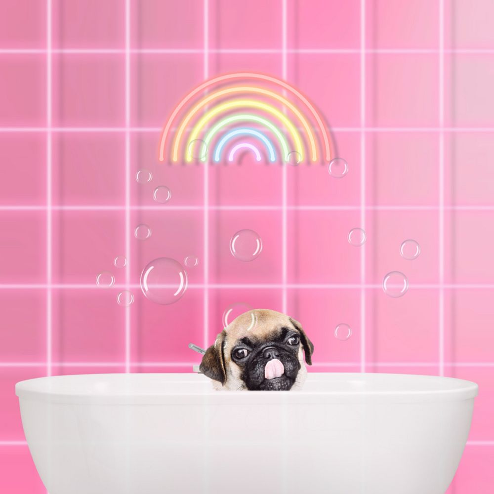 Bathing pug dog background pet animal