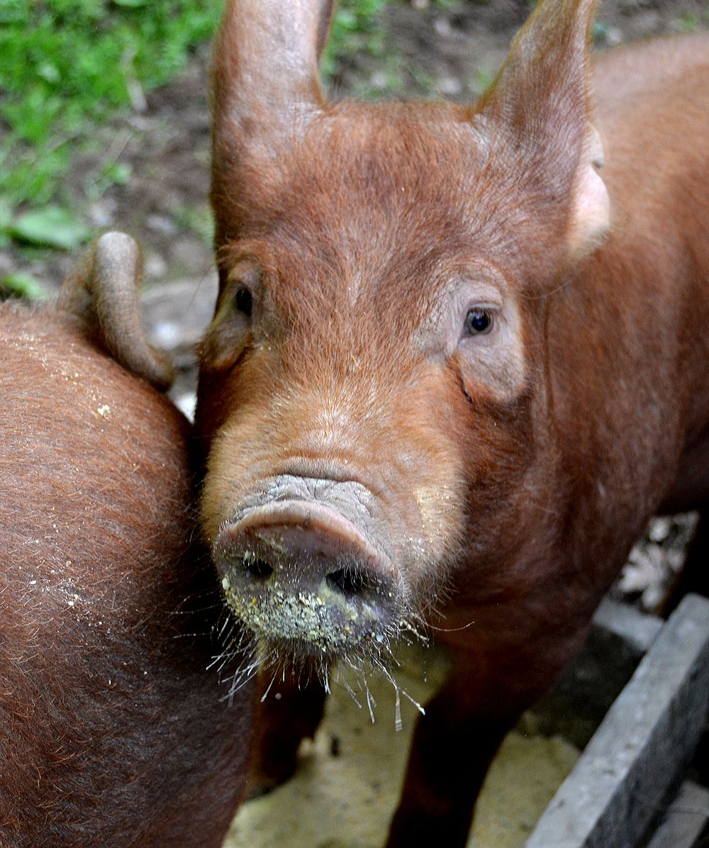 Red Wattle Hog. Original public domain image from Flickr