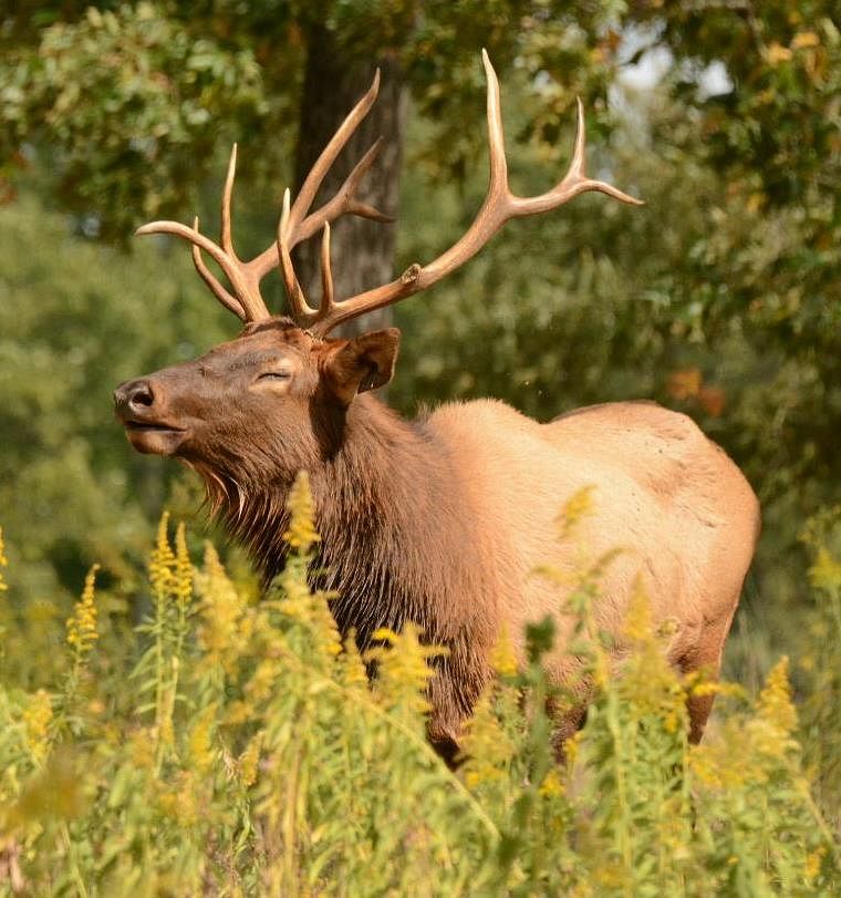 Bugling ElkElk Bull #67 bugling proudly as he maintained a nice harem of eligible female elk. Photo by Ray Stainfield