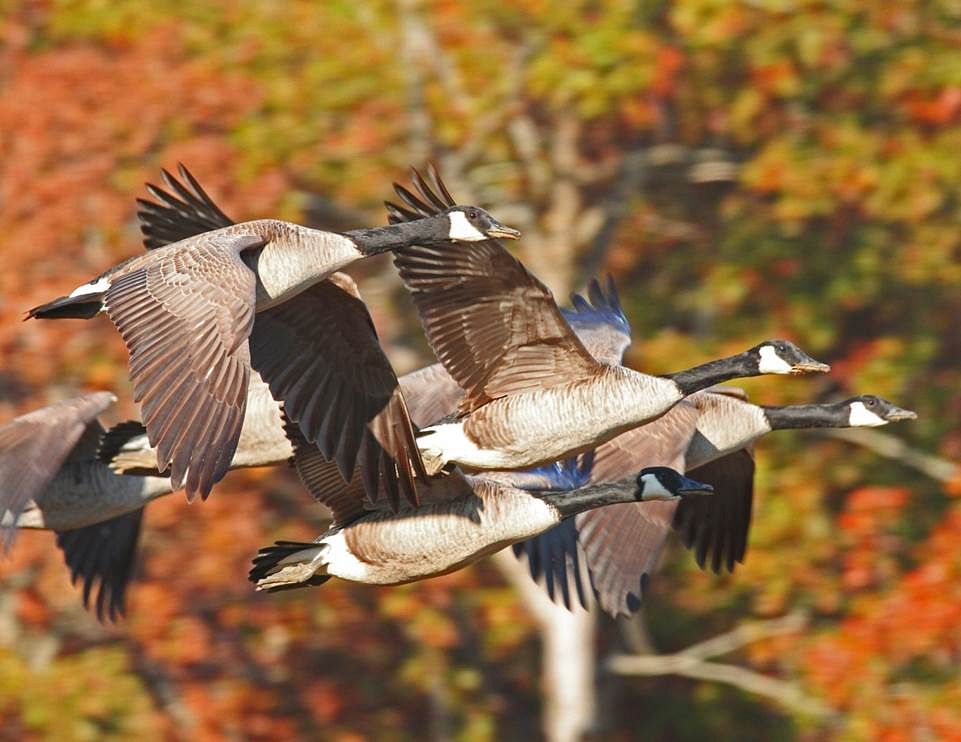 Canada Geese flying.
