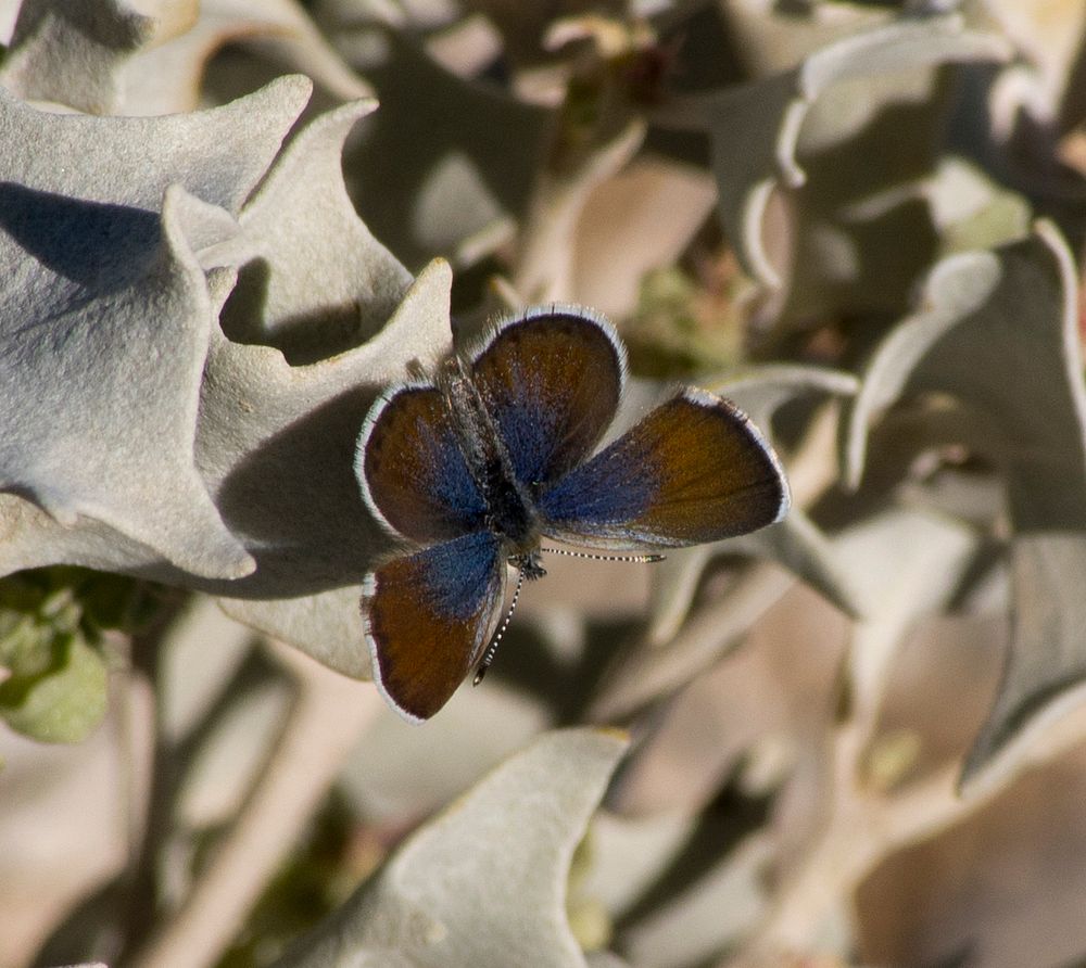 Pygmy Blue Butterfly