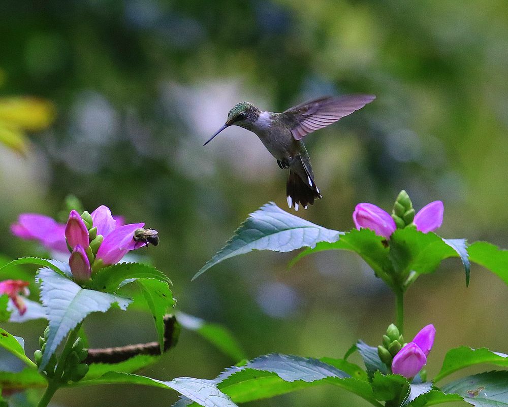Other Than Feeder 1st Place IMG_1813byBena TravisWoodlands Nature Station's First Annual Hummingbird Photo ContestOther Than…