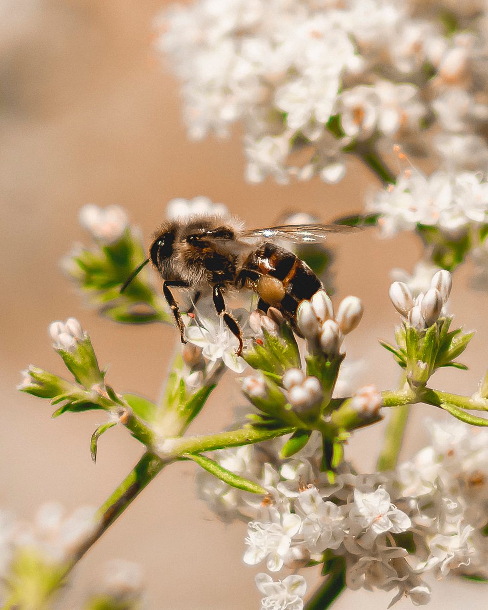 Bee & flower, close up shot.