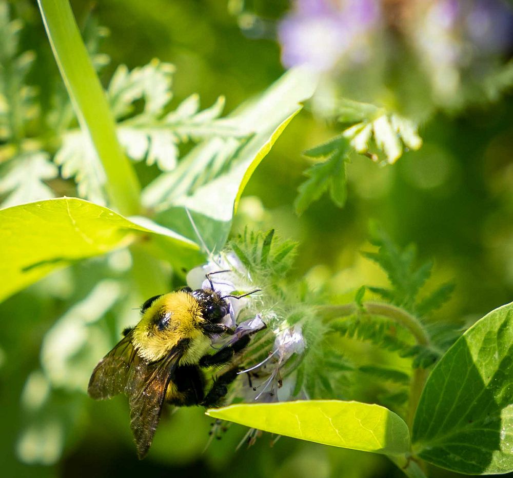 Bumblebee pollinating flower. Original public domain image from Flickr