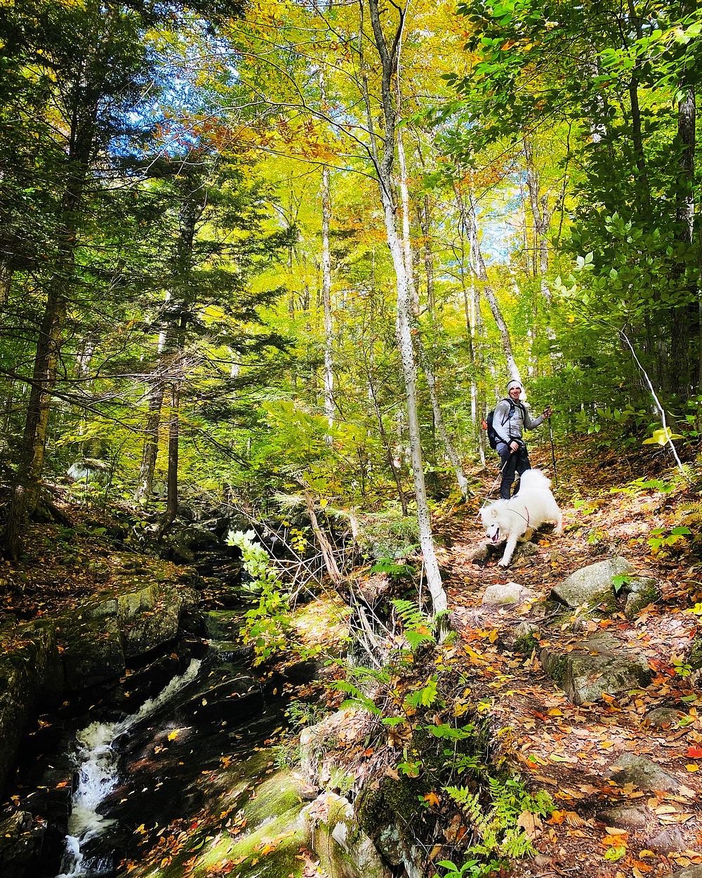 Person and dog hiking below trees in fall color and creek on Peaked Mountain in the Adirondack Park, North River, NY, on Oct…