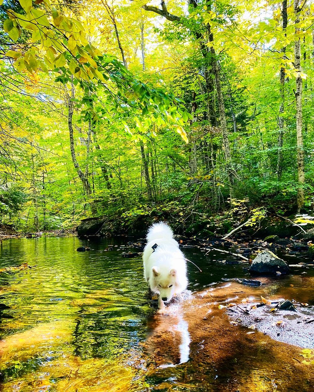 Dog in stream, outdoor activity.