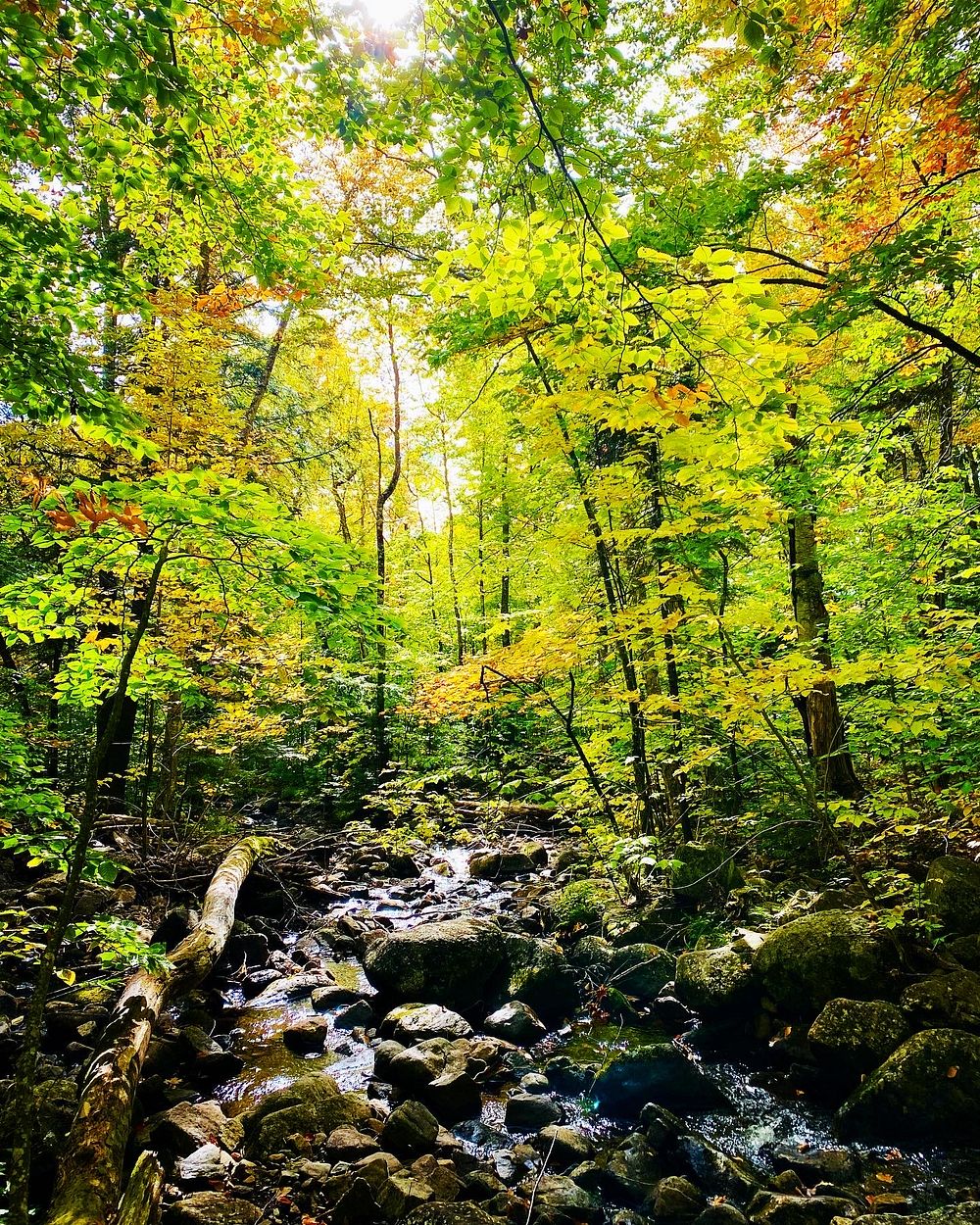 Trees in fall color and creek.