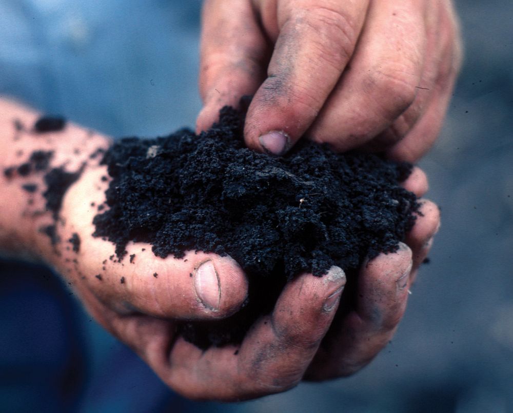 Farmer holding healthy soil.