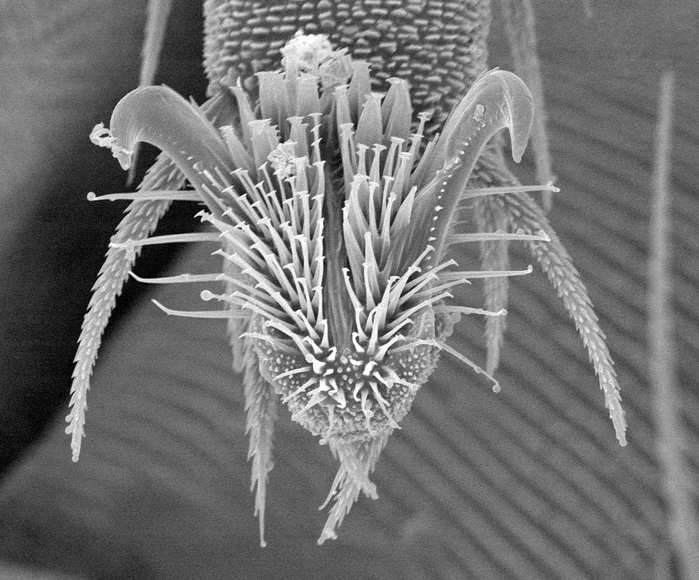 Each teaspoonful of health soil contains billions of soil microorganisms like the purple snout mite seen here. Photo credit:…