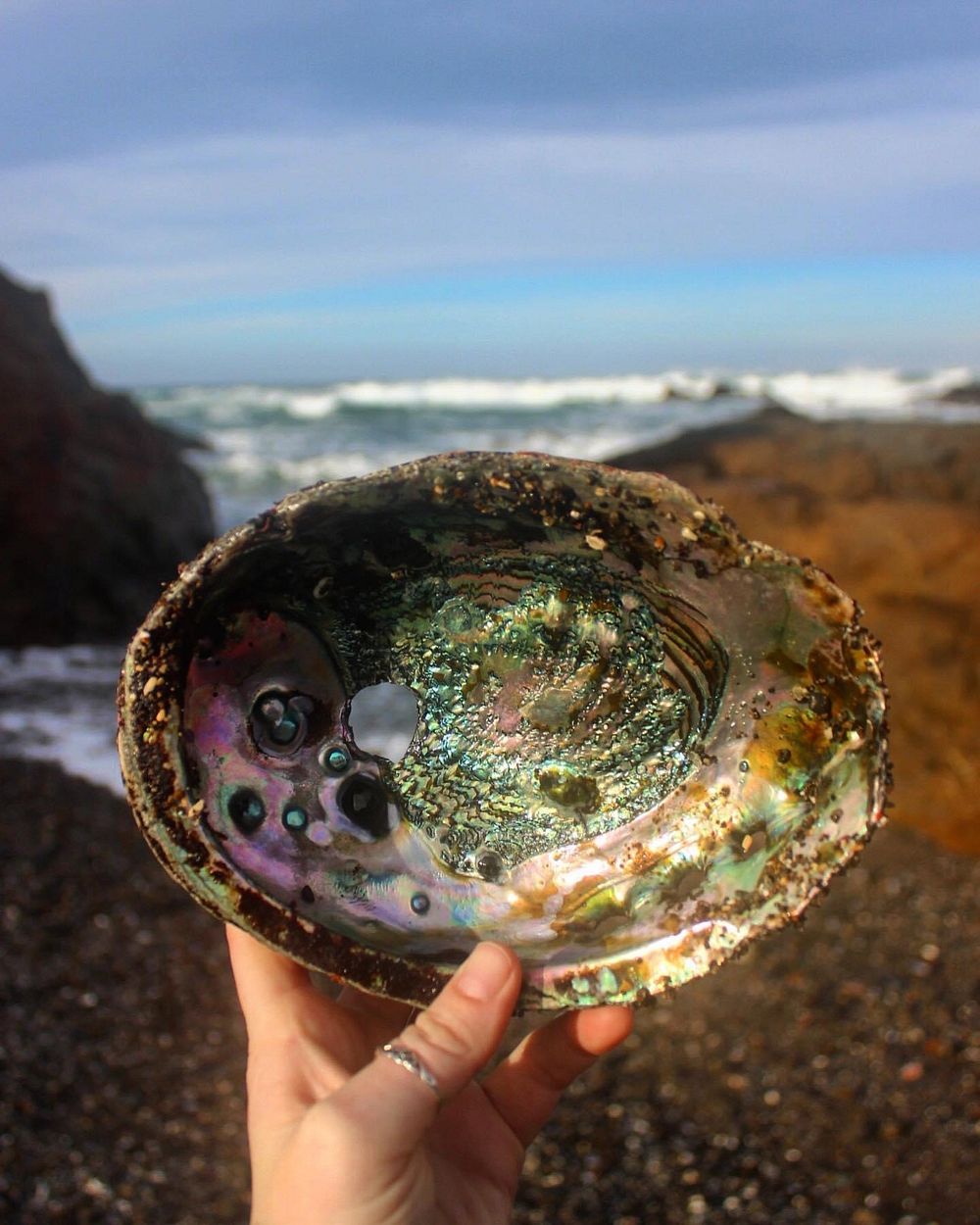 California Coastal NM shell.