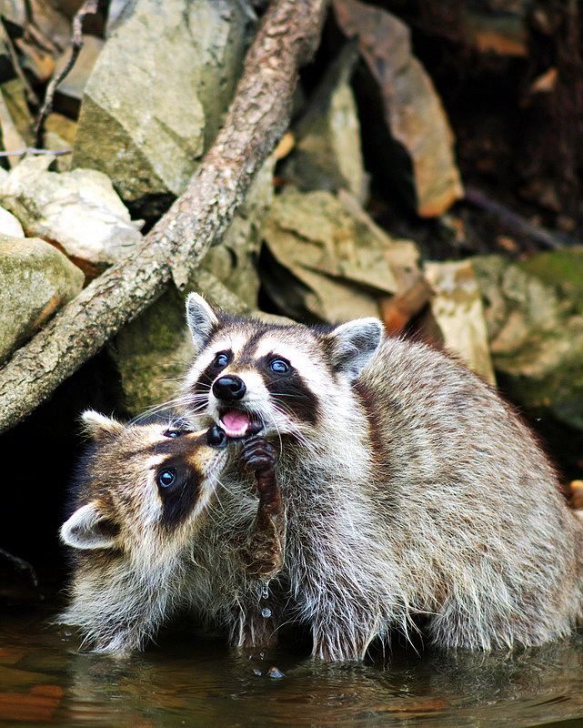 Raccoon couple in pond. Original public domain image from Flickr