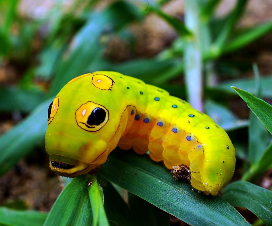 Spicebush Swallowtail Larve, caterpillar. 