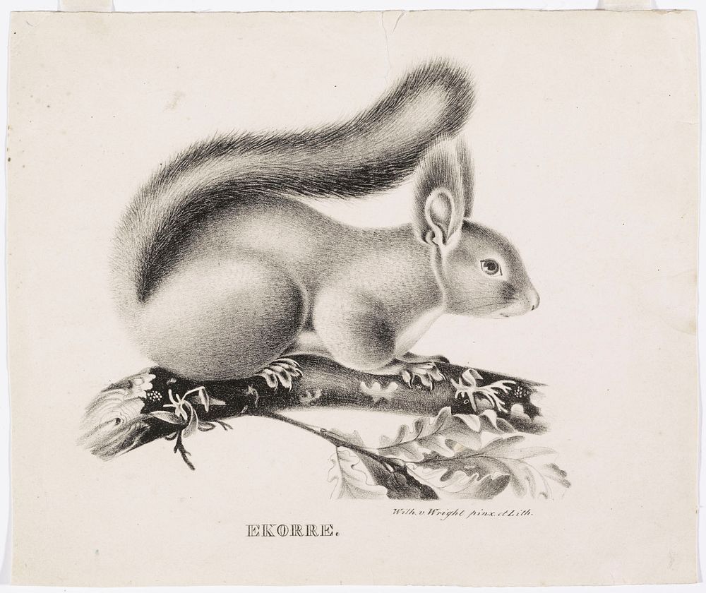 Squirrel, 1829, Wilhelm von Wright