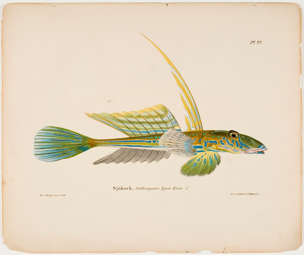 Dragonet, male, 1836 - 1857, Wilhelm von Wright