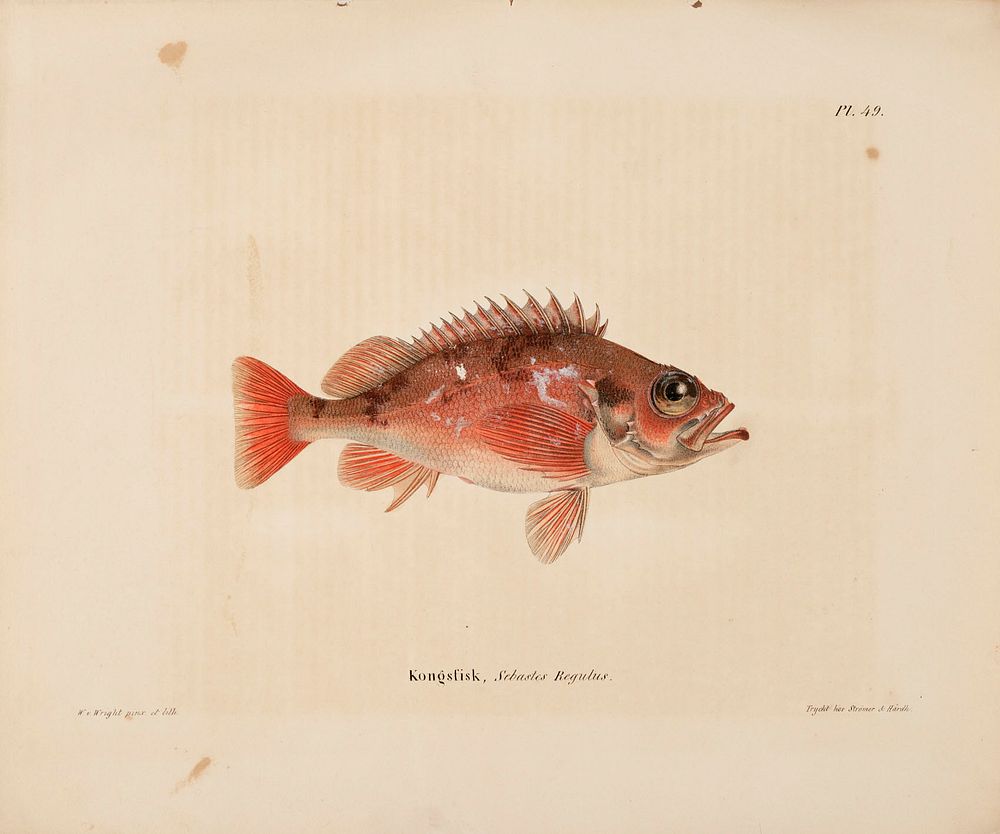 Norway redfish, 1836 - 1857, Wilhelm von Wright