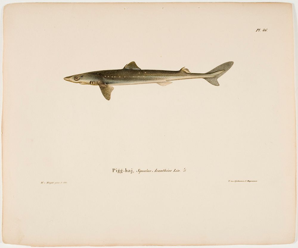 Dogfish, 1836 - 1857, Wilhelm von Wright