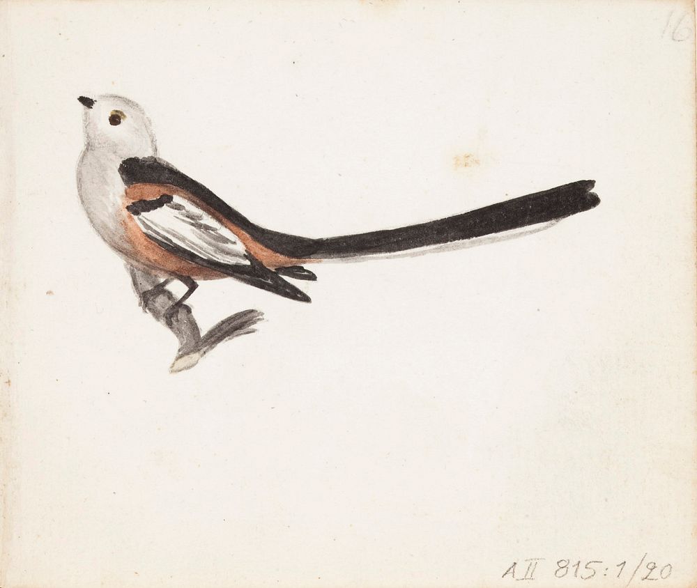 Pyrstötiainen, 1830part of a sketchbook, by Ferdinand von Wright