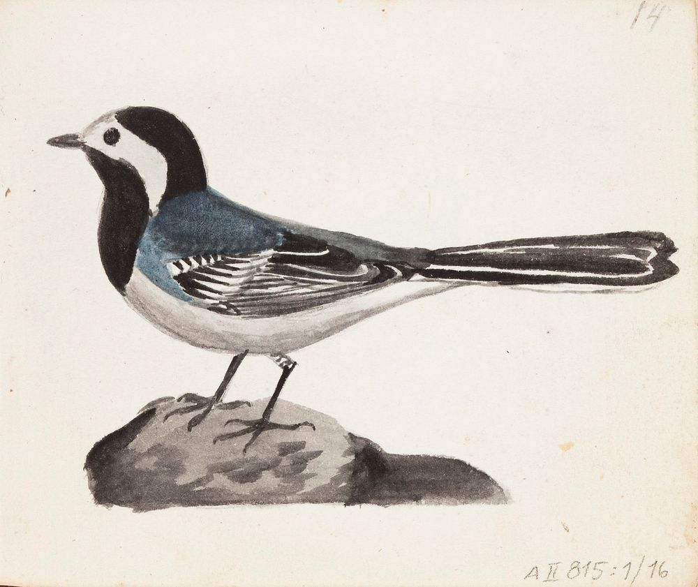 Västäräkki, 1830part of a sketchbook, by Ferdinand von Wright