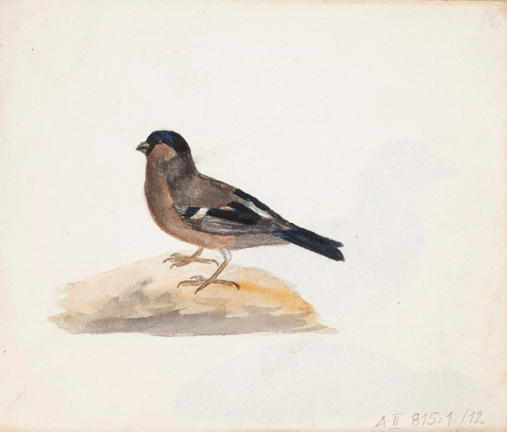 Punatulkkunaaras, 1830part of a sketchbook, by Ferdinand von Wright