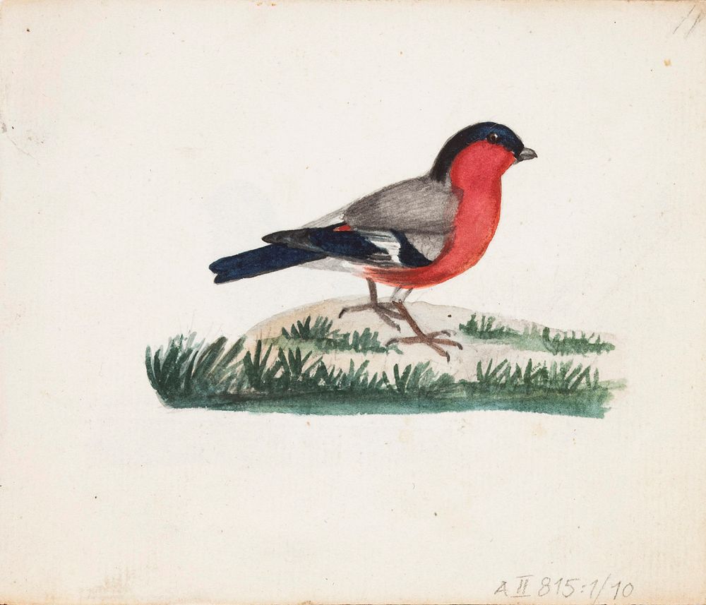 Punatulkku, 1830part of a sketchbook, by Ferdinand von Wright