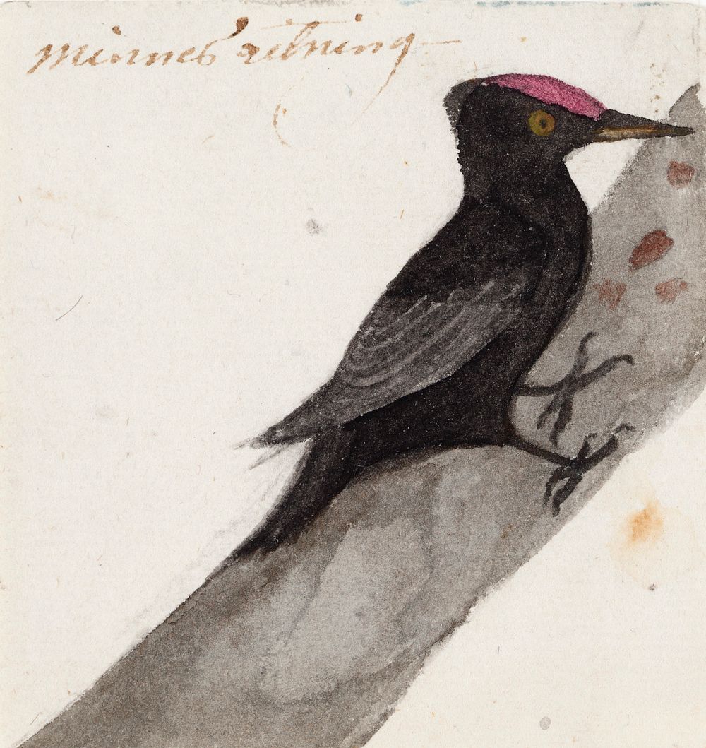 The great black woodpecker, 1831, by Ferdinand von Wright