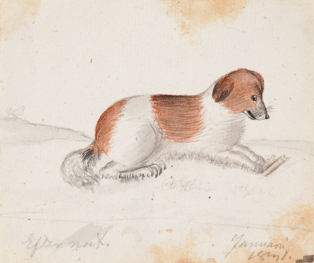 Dog, 1831, by Ferdinand von Wright